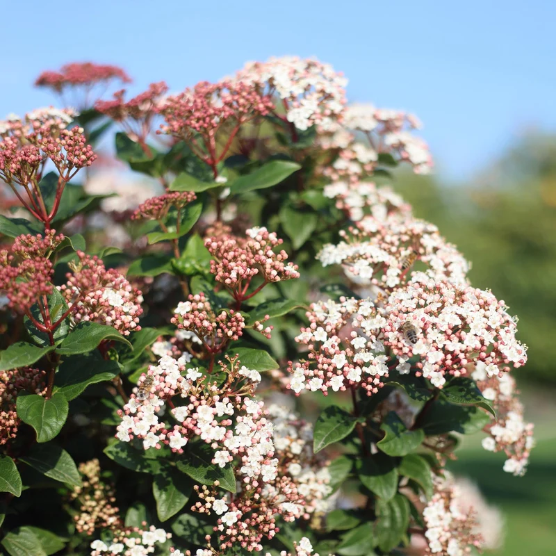 Viburnum tinus - Terrassen Pflanze - Immergrün - Winterhart - Weiß-Rosa Blüte - Topf 19cm Höhe 90cm
