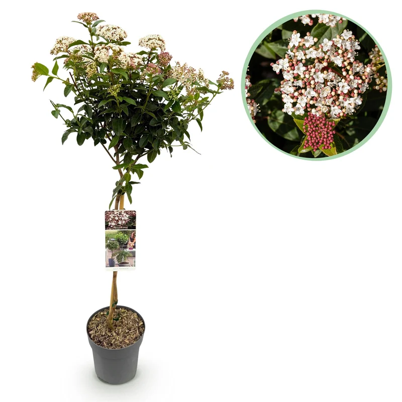 Viburnum tinus - Terrassen Pflanze - Immergrün - Winterhart - Weiß-Rosa Blüte - Topf 19cm Höhe 90cm
