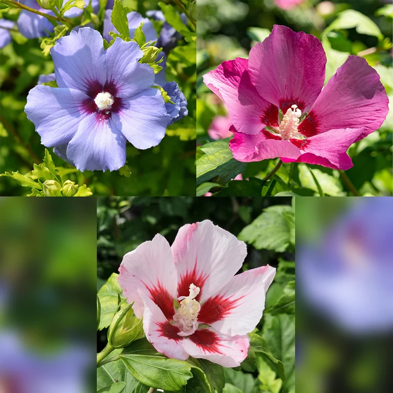 Hibiscus syriacus Tricolour - Terrasse Pflanze - Laubabwerfend - Winterhart - Weiße, Rosa, Violette Blüte - Topf 19cm Höhe 90cm