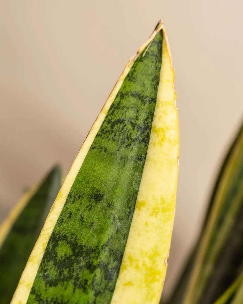 Schwiegermutterzunge XXL