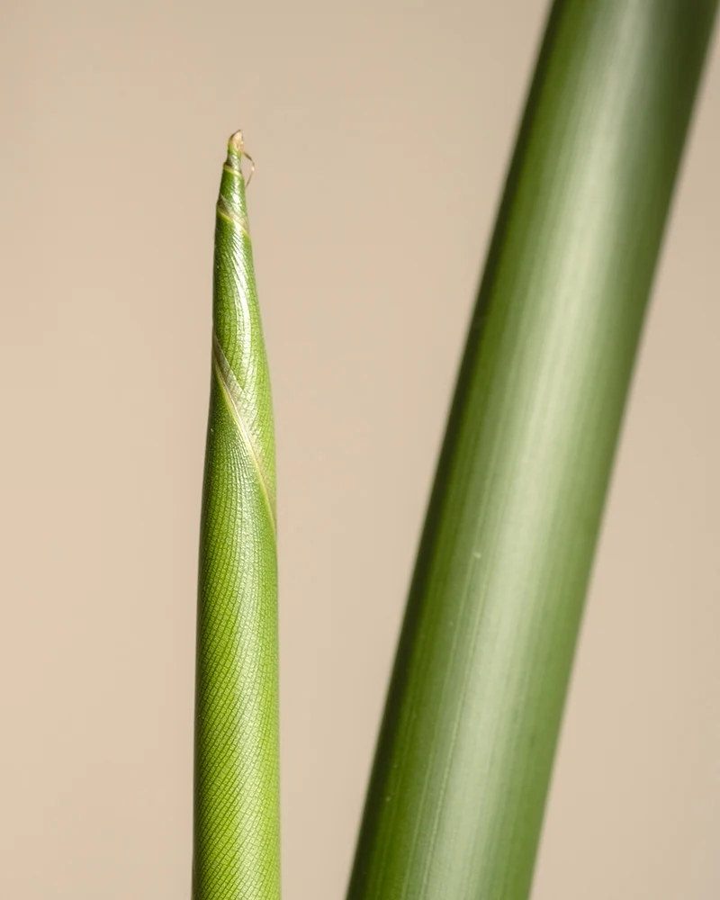 Strelitzie XXL