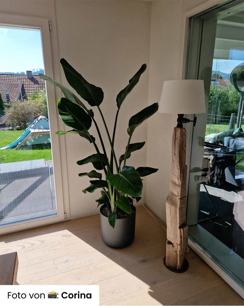 Strelitzie XXL