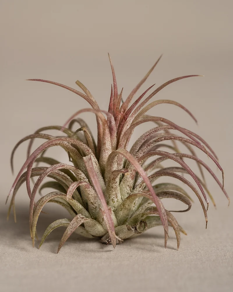 Luftpflanzen pink (5 Stk.)