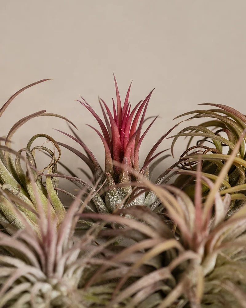 Luftpflanzen pink (5 Stk.)