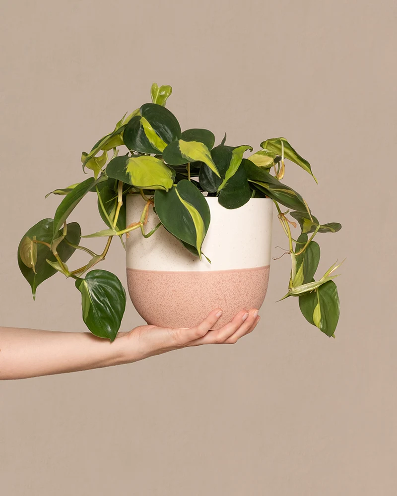 Philodendron scandens Brasil