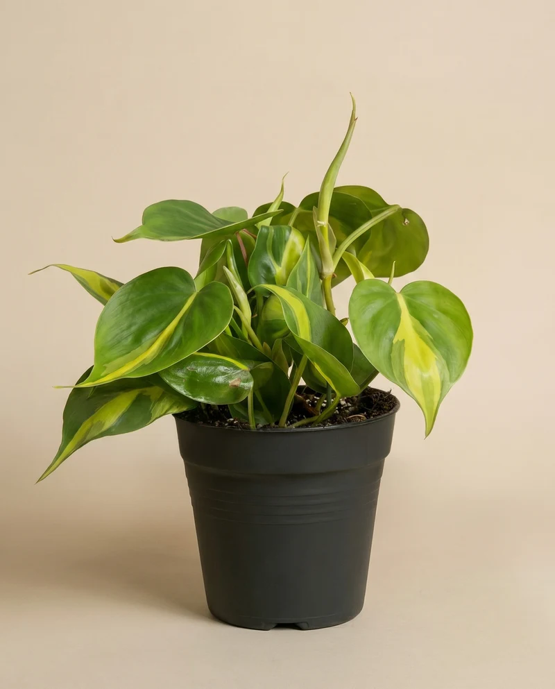 Philodendron scandens Brasil