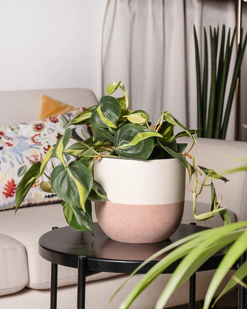 Philodendron scandens Brasil