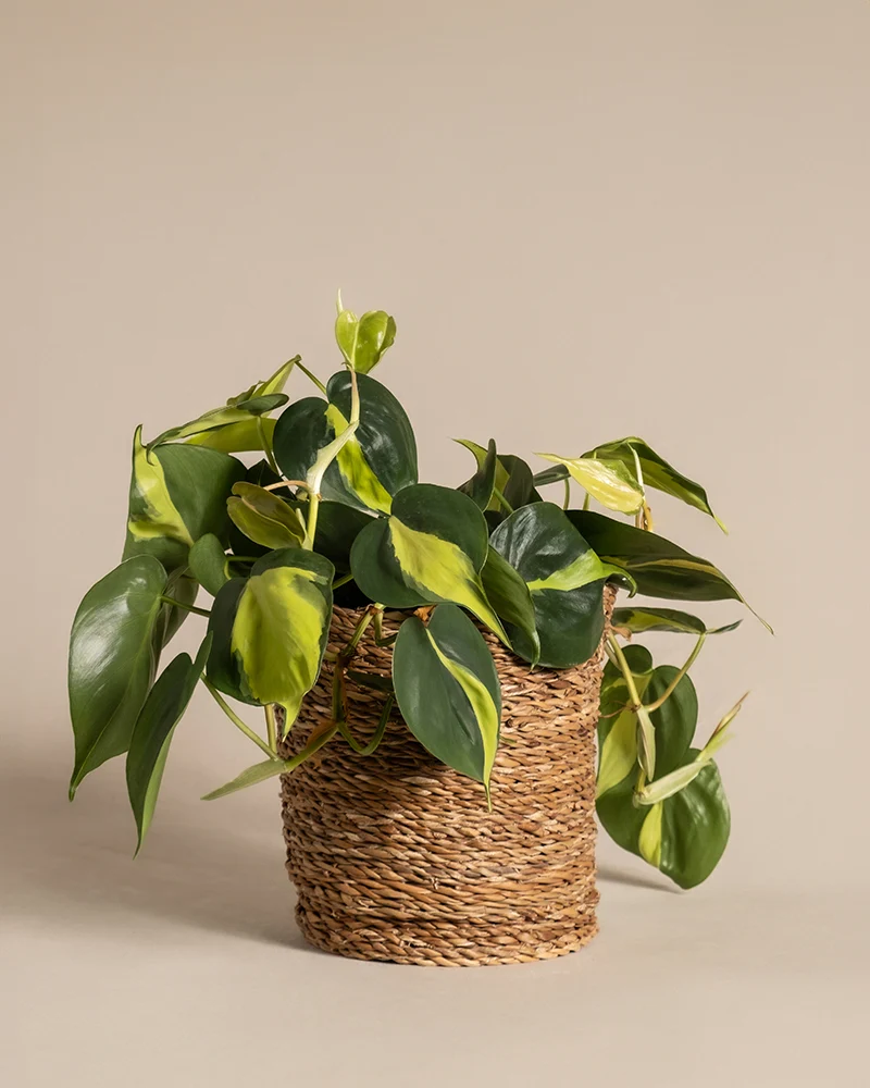 Philodendron scandens Brasil