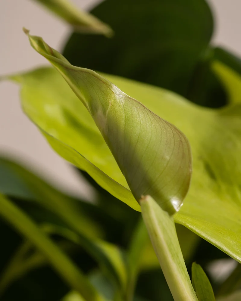 Philodendron scandens Brasil