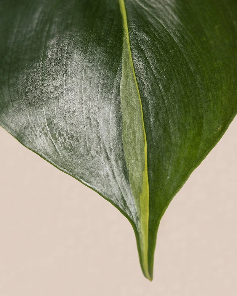 Philodendron scandens Brasil