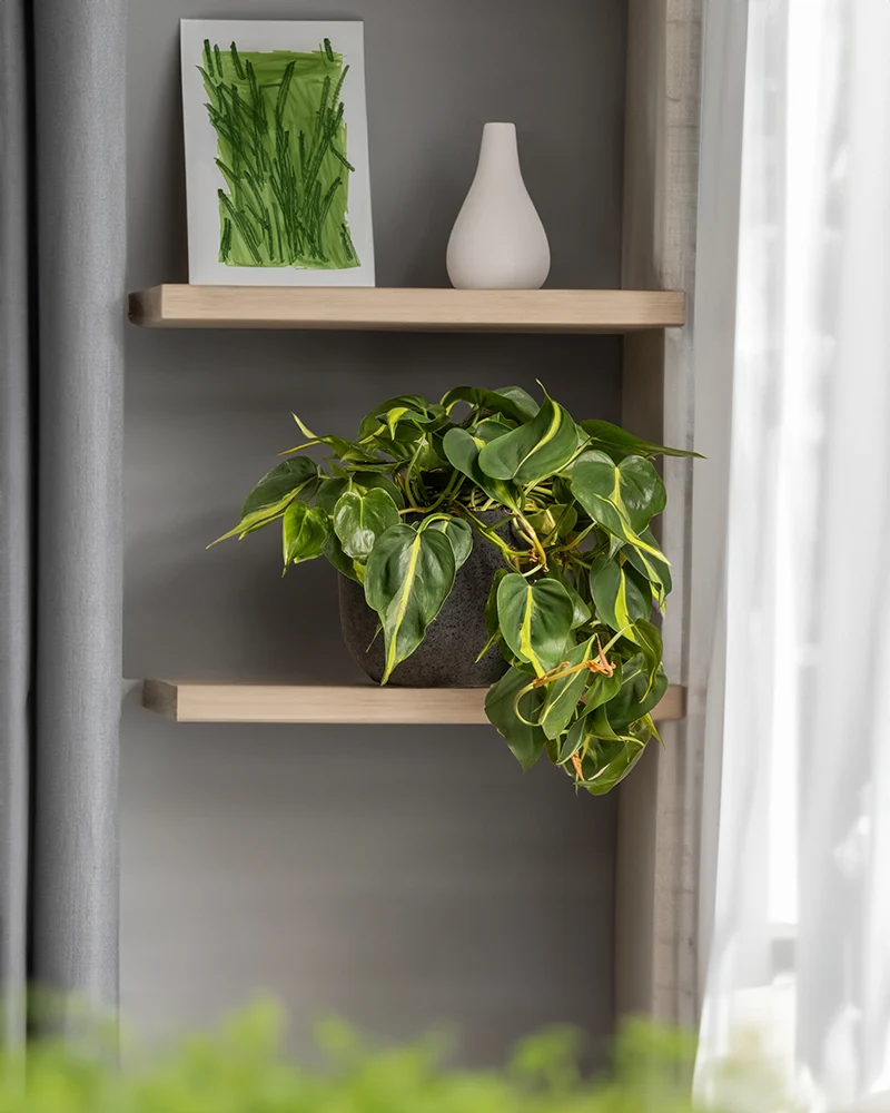 Philodendron scandens Brasil