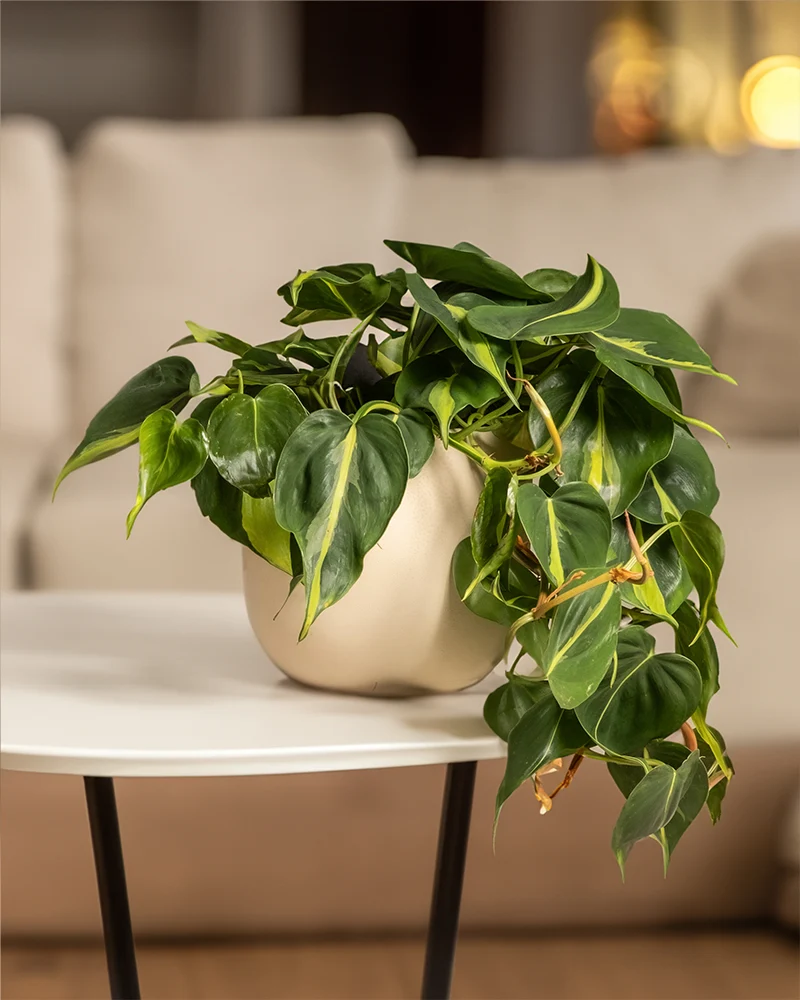 Philodendron scandens Brasil