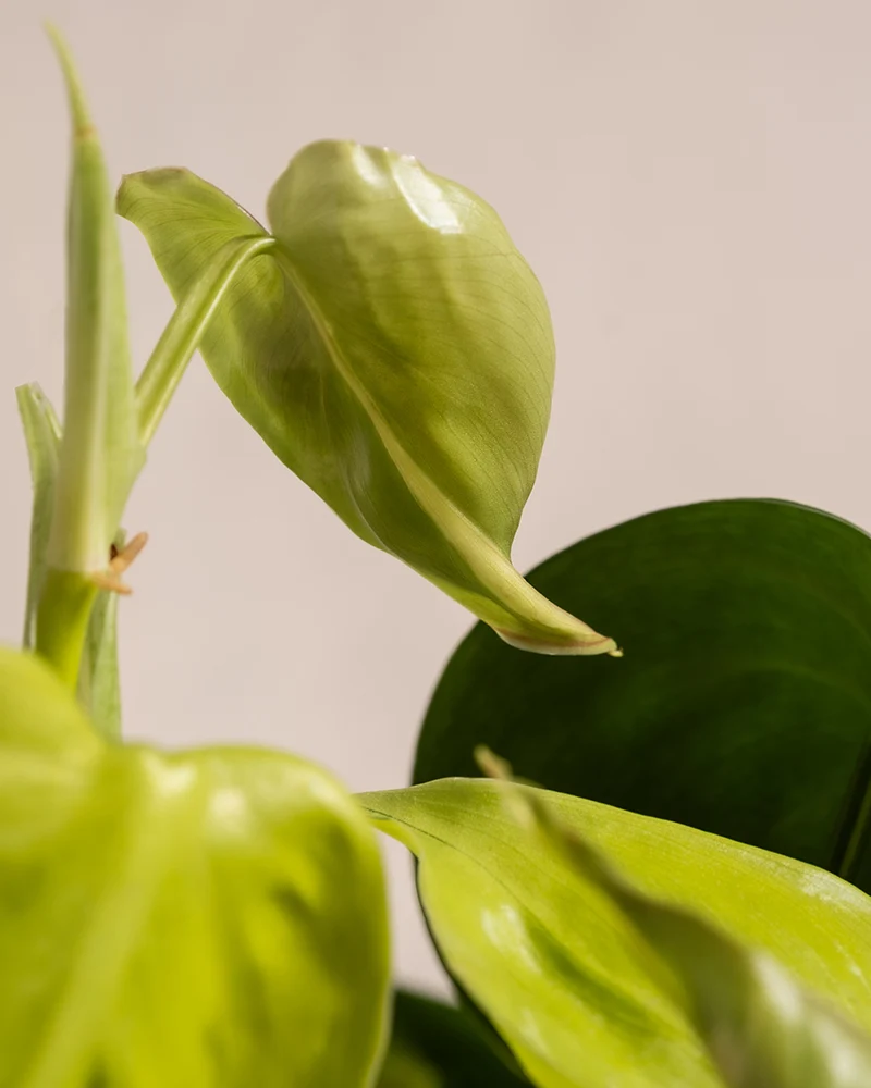 Philodendron scandens Brasil