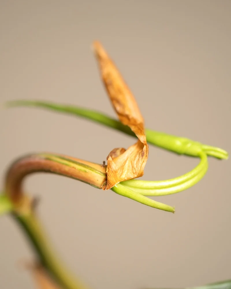 Philodendron scandens Brasil