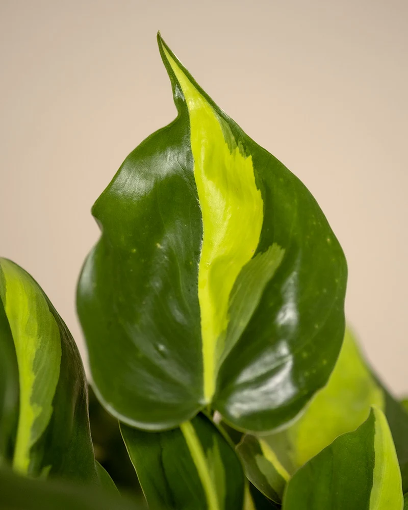 Philodendron scandens Brasil