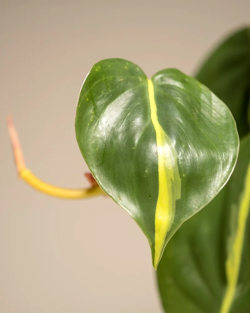 Philodendron scandens Brasil