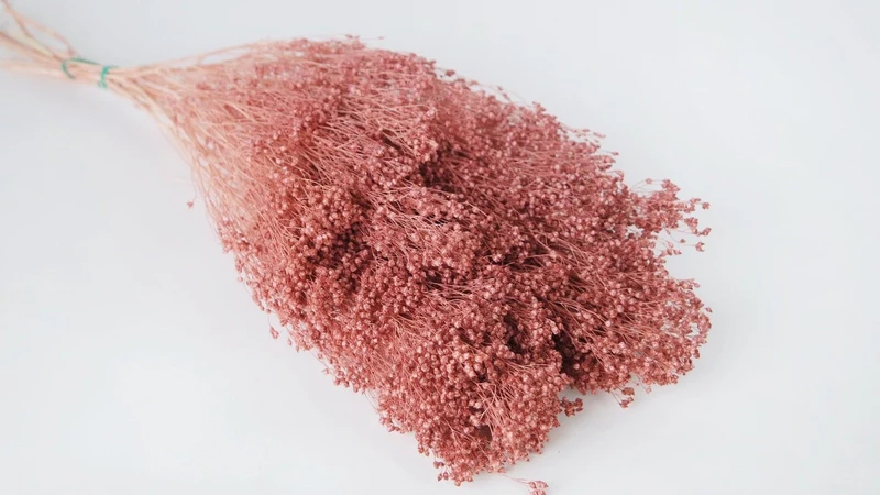 Broom Bloom getrocknet - 1 Bund - Altrosa