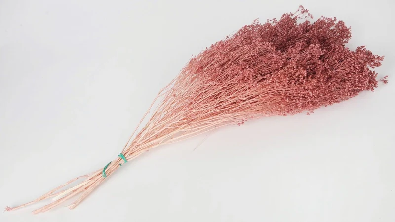 Broom Bloom getrocknet - 1 Bund - Altrosa