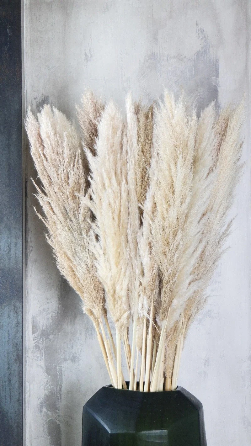 Pampasgras basic 115 cm - 5 Stängel - Naturfarbe
