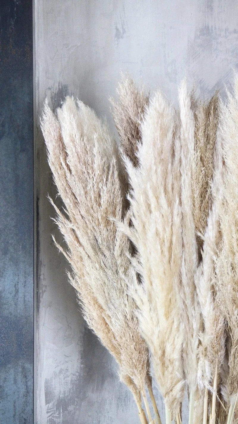 Pampasgras basic 115 cm - 5 Stängel - Naturfarbe