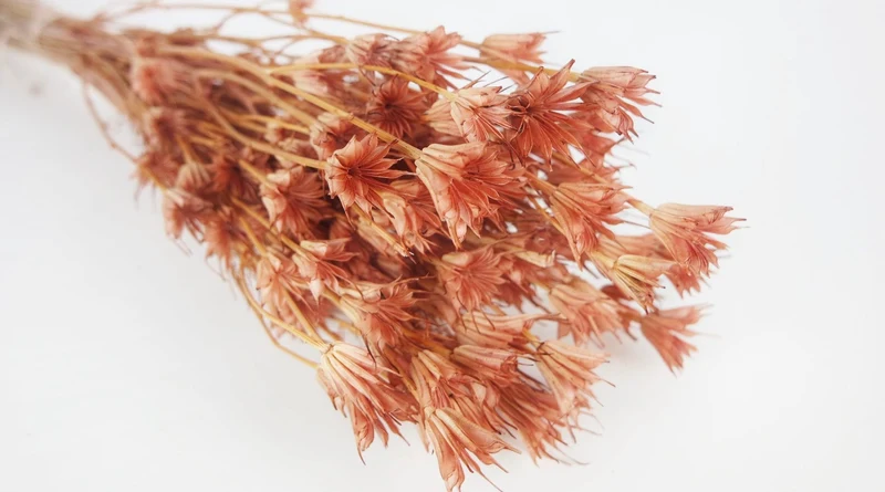 Nigella orientalis - 1 Bund - Vintage rosa