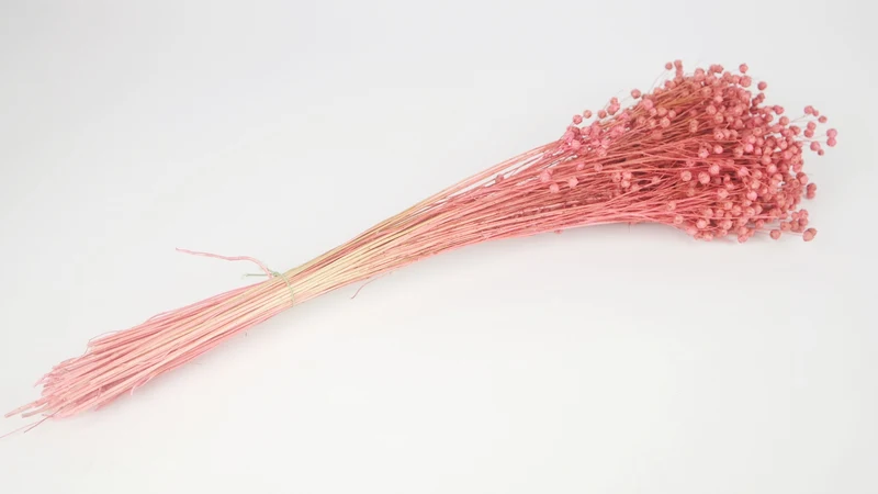 Flachs getrocknet - 1 Bund - Vintage rosa