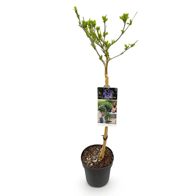 Hibiscus syriacus Blue Chiffon® - Stammpflanze - Terrassenpflanze - Laubabwerfend - Pflegeleicht - Topf 19cm Höhe 90cm