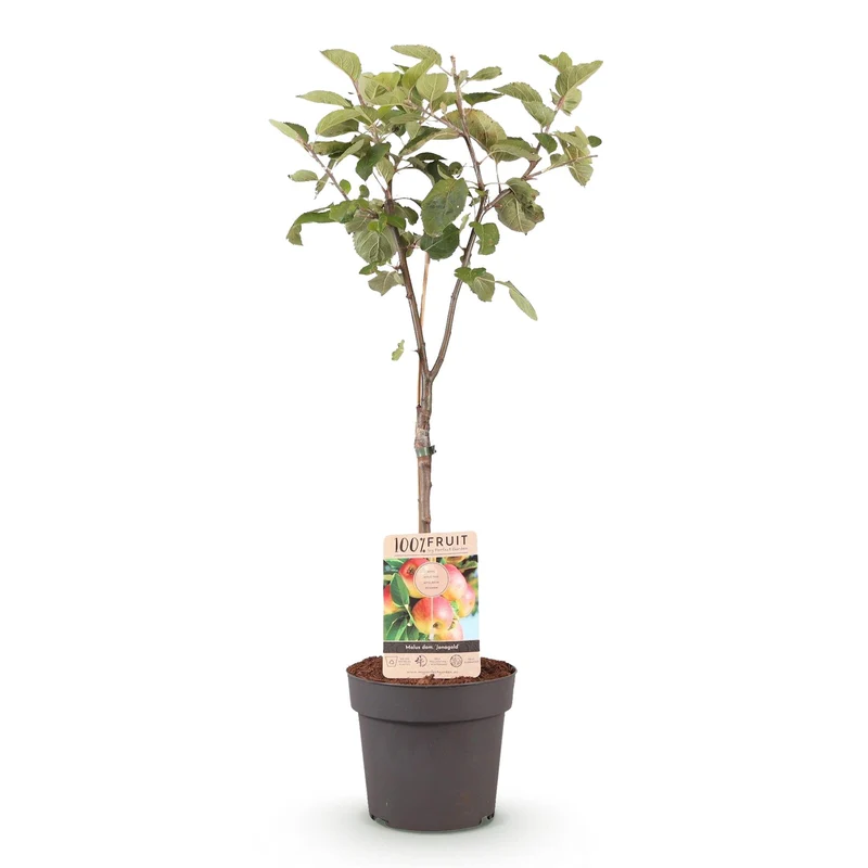 Apfelbaum - Malus domestica Jonagold - Gelbgrüner Apfel - Topf 21cm Höhe 90cm