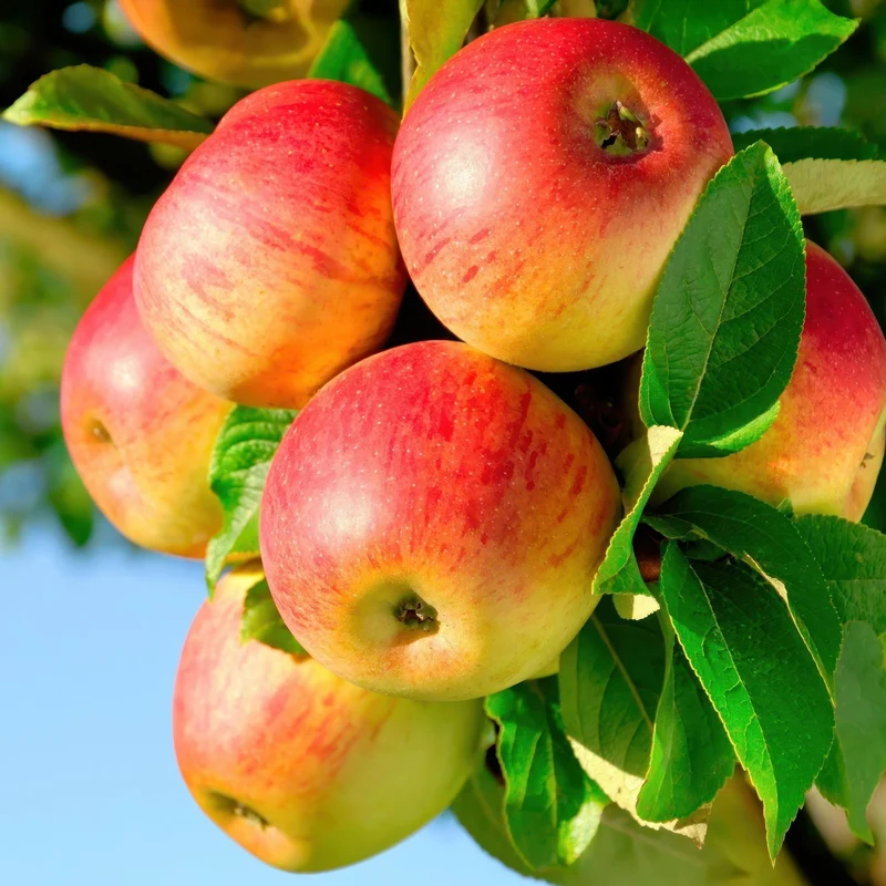Apfelbaum - Malus domestica Jonagold - Gelbgrüner Apfel - Topf 21cm Höhe 90cm