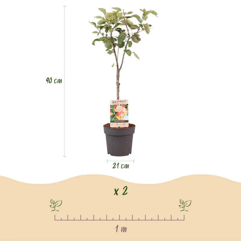 Apfelbaum - Malus domestica Jonagold - Gelbgrüner Apfel - Topf 21cm Höhe 90cm