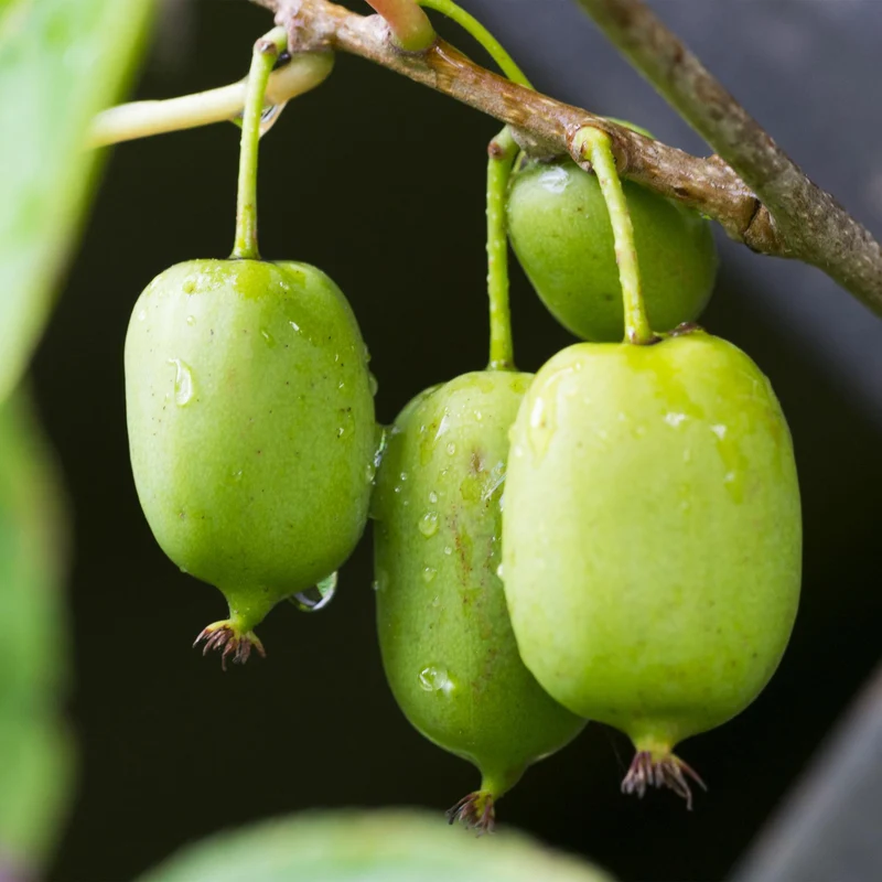 Kiwi - Actinidia arguta Issai - Grüne Frucht - 2 Pflanzen - Topf 11cm Höhe 40cm
