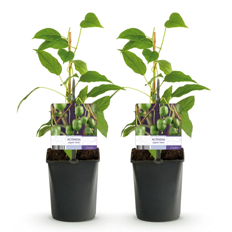 Kiwi - Actinidia arguta Issai - Grüne Frucht - 2 Pflanzen - Topf 11cm Höhe 40cm