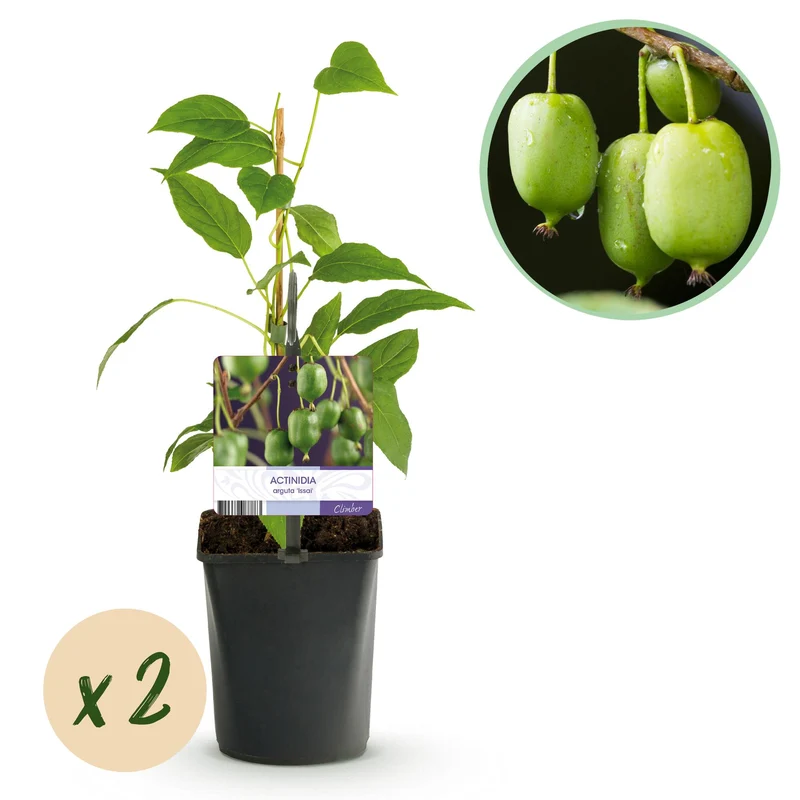 Kiwi - Actinidia arguta Issai - Grüne Frucht - 2 Pflanzen - Topf 11cm Höhe 40cm
