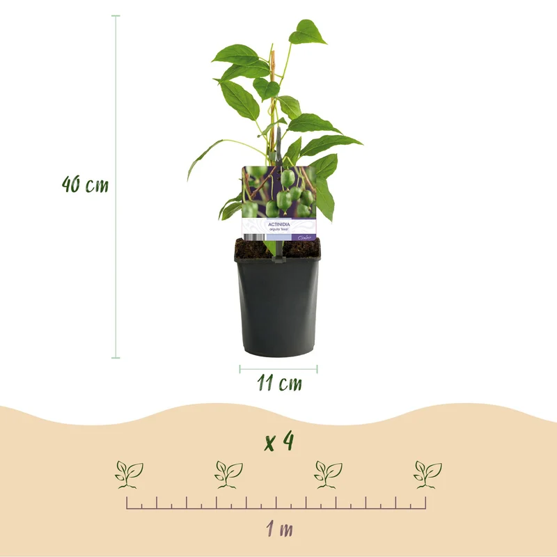 Kiwi - Actinidia arguta Issai - Grüne Frucht - 2 Pflanzen - Topf 11cm Höhe 40cm