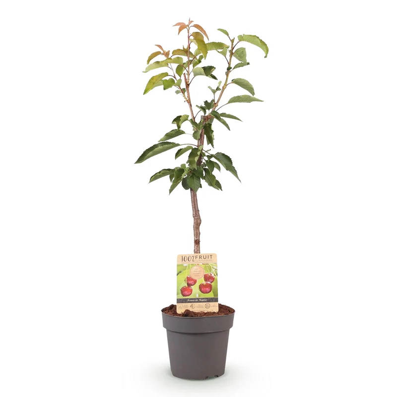 Kirschenbaum - Prunus avium Regina - Rote Kirsche - Topf 21cm Höhe 90cm