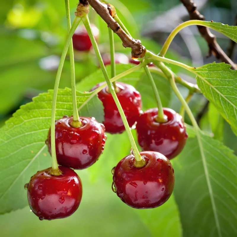Kirschenbaum - Prunus avium Regina - Rote Kirsche - Topf 21cm Höhe 90cm