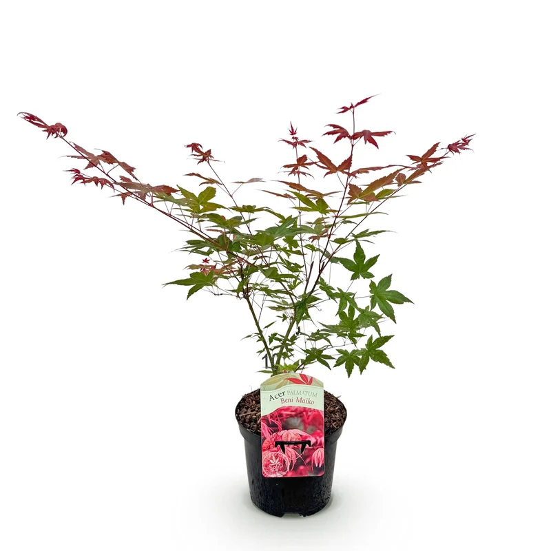 Japanischer Ahorn - Acer palmatum Beni Maiko - Rot - 1 Pflanze - Laubabwerfend - Topf 19cm Höhe 70cm