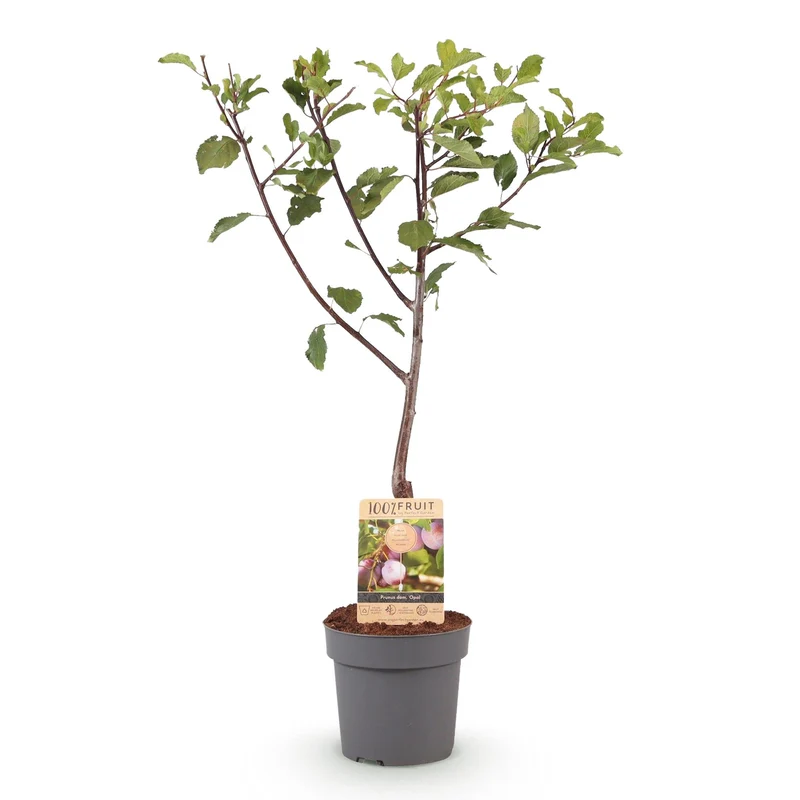 Pflaumenbaum - Prunus domestica Opal - Gelb Rote Frucht - Topf 21cm Höhe 90cm