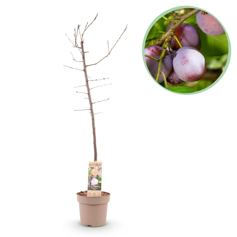 Pflaumenbaum - Prunus domestica Opal - Gelb Rote Frucht - Topf 21cm Höhe 90cm