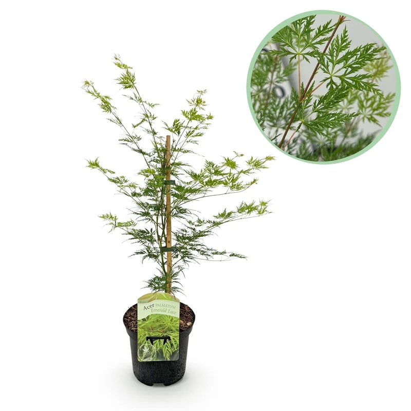 Japanischer Ahorn - Acer palmatum Emerald Lace - Grün - 1 Pflanze - Laubabwerfend - Topf 19cm Höhe 70cm