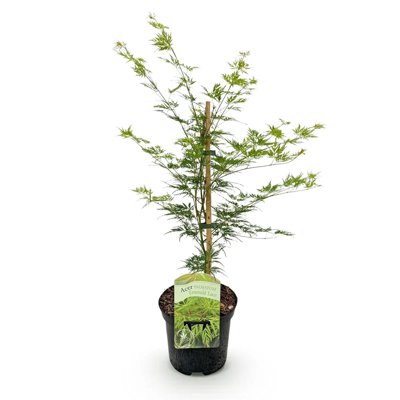 Japanischer Ahorn - Acer palmatum Emerald Lace - Grün - 1 Pflanze - Laubabwerfend - Topf 19cm Höhe 70cm