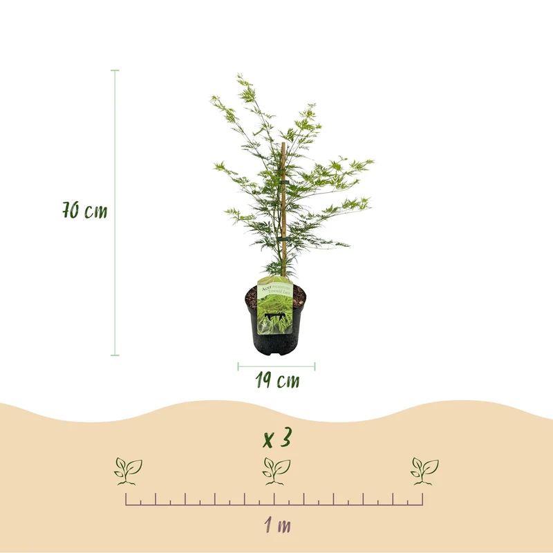 Japanischer Ahorn - Acer palmatum Emerald Lace - Grün - 1 Pflanze - Laubabwerfend - Topf 19cm Höhe 70cm