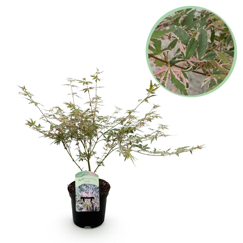 Japanischer Ahorn - Acer palmatum Iyoshi - Rosa - 1 Pflanze - Laubabwerfend - Topf 19cm Höhe 70cm
