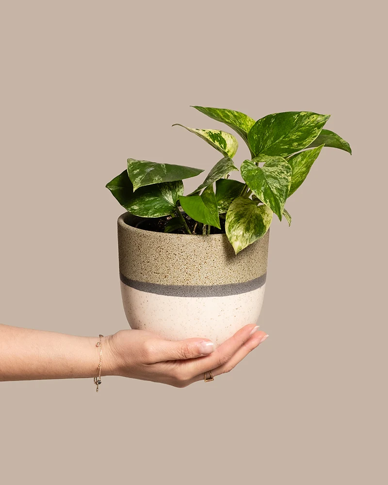 Efeutute Marble Queen