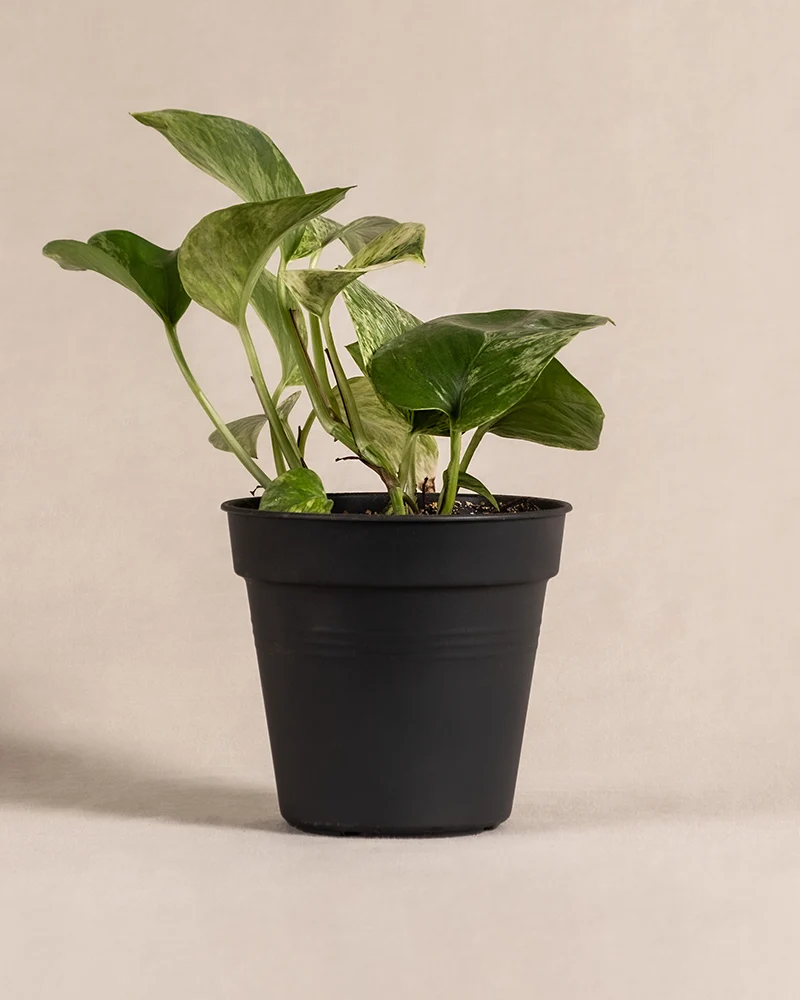 Efeutute Marble Queen
