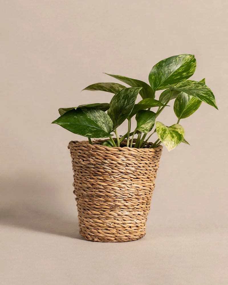 Efeutute Marble Queen
