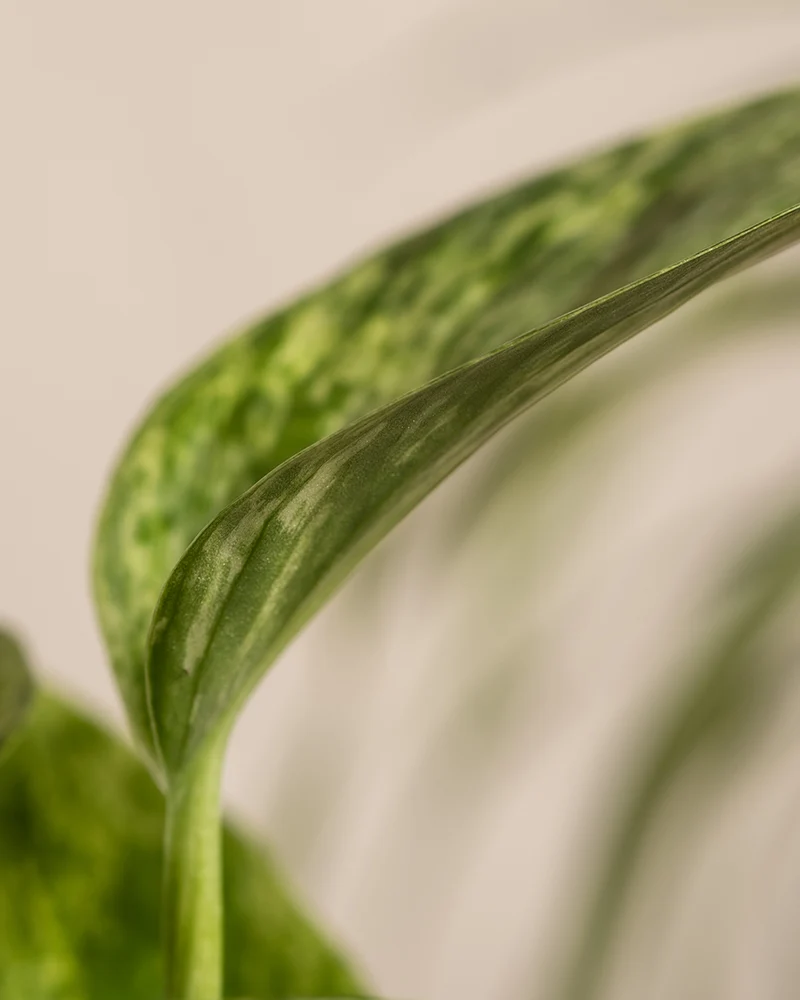Efeutute Marble Queen