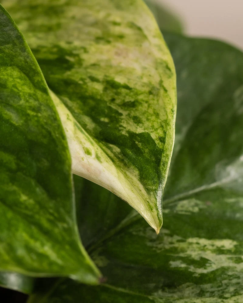 Efeutute Marble Queen