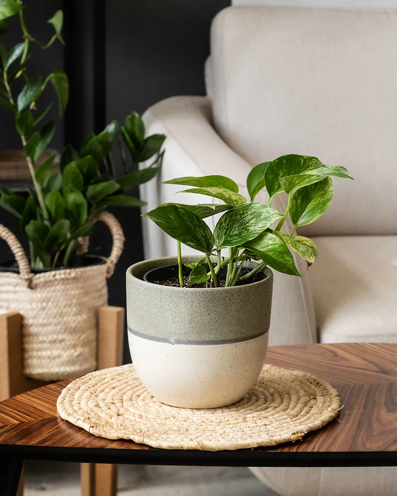 Efeutute Marble Queen