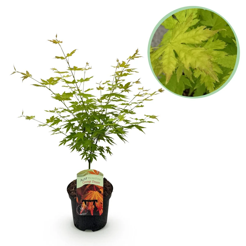Japanischer Ahorn - Acer palmatum Orange Dream - Orange - 1 Pflanze - Laubabwerfend - Topf 19cm Höhe 70cm